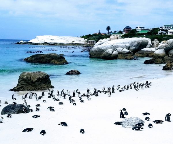 Penguins South Africa