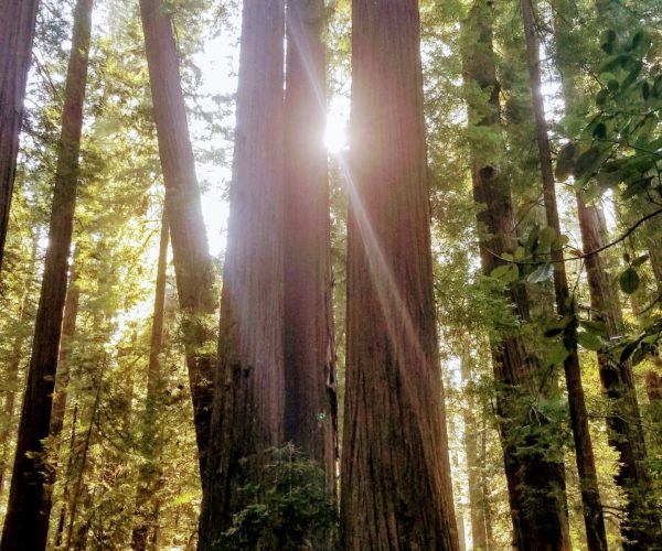 Light, Earth, Stability. Growth Tree Love Redwoods CA February 2020